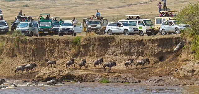 030 Kenia, Masai Mara, migratie gnoes.jpg